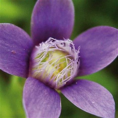 gentian para que serve.